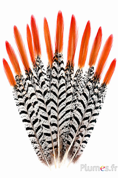 Fazant Lady Armherst - 24-27 cm - rood-wit-zwart-natuurlijk